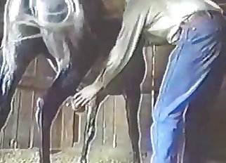 Bestiality video featuring a suspended horse