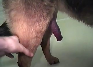 Surgical precision handjob for a dog