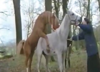 White horse gets boned by a passionate brown stallion