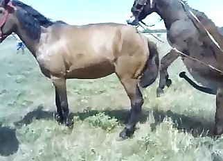 Stunning horses having amazing bestiality Gonzo