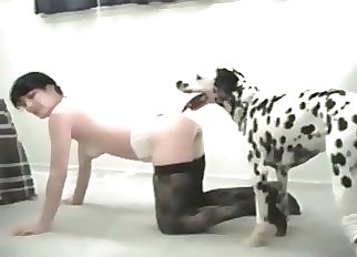 Finest amateur zoophilia with a sweet Dalmatian