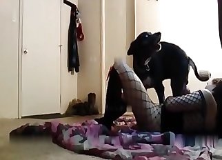 Amateur video where a Labrador gets utterly fucked