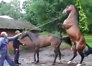 Stunning brown stallions having bestiality sex