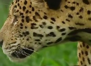Gorgeous leopards in a hot exotic bestiality video