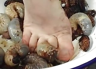 Asian bestiality sex with disgusting insects