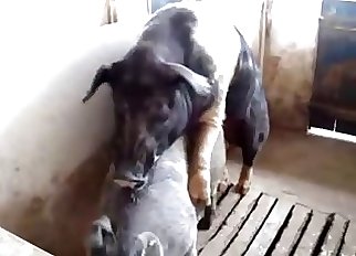 Intense bestiality fucking for pigs in a barn