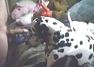 Inexperienced zoophile having bestiality fun with a dalmatian