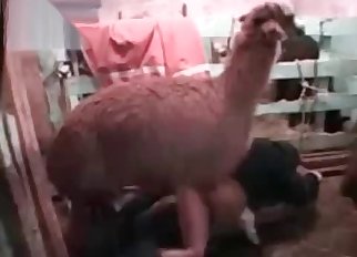 Nude fellow fucked by a llama