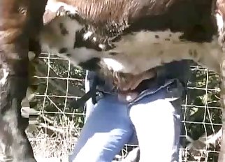 Cow pooping a big load of turd at farm