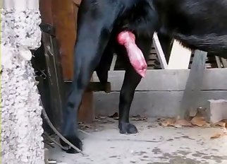 A black dog with a huge pink penis looks gorgeous
