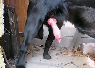 A black dog with a huge pink penis looks gorgeous