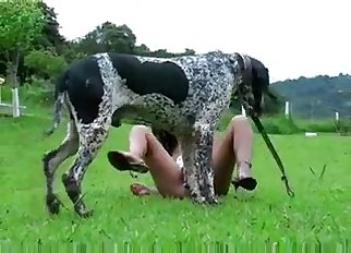 Tied-up mutt hast to enjoy the action