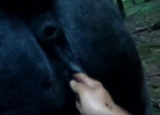 Zoo porn with a mare getting fisted real constant