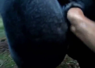 Zoo porn with a mare getting fisted real constant