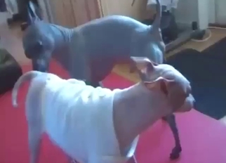 Bestiality sex with dogs that look so, so sexy