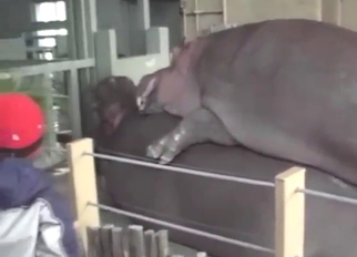 Zoo XXX movie with two hippos shagging in teach