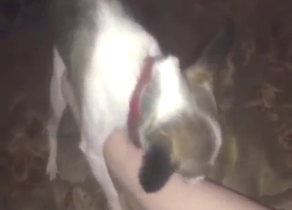 Great Chihuahua porn movie with foot charm