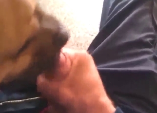 Good-looking animal licks his penis heavy time