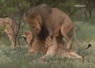 Curvy tempting lioness gets fucked from behind