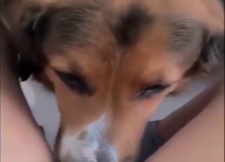 Cute animal buries its face in her sexy crotch