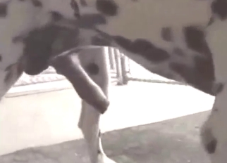 Dalmatian is spiralling to eat his ass before anything