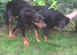 Bestiality sex is magic give two Dobermans bonking