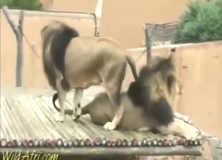 With a hot lion ass in sight, there's GAPE