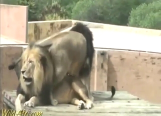 With a hot lion ass in sight, there's GAPE