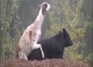 Menagerie porn with sexy animals lovemaking with each other