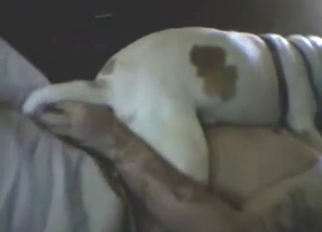 Suppliant has a chubby animal riding that cock permanent