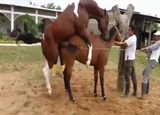 Great fuck instalment with goats that fuck goats