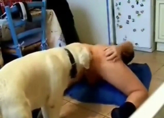 Zoo porn movie with a big booty zoophile lady's man