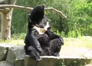 Bearly making sense out of this bear jack not present vid