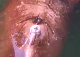 This walrus would probably be into dirty talking