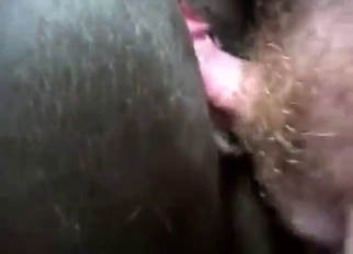 Zoophile porn with this Arabian breed fucking