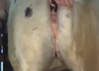 Good-looking animal gets fisted by a mofo