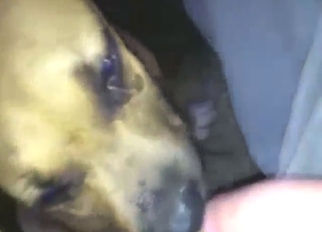 Pretty-faced dog is ribbons ALL over guy's bushwa