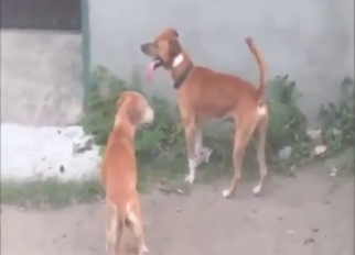 Fresh-air fuckfest showing two horny dogs