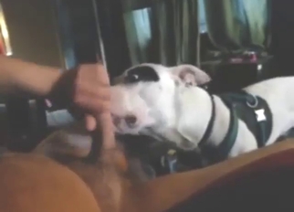 That dog is a student of the blowjob game