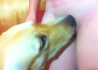 Dog is going nigh enjoy this lady's breast milk