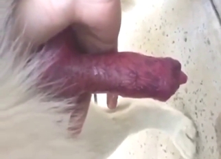 Zoophile dude jerks the animal's dick big time