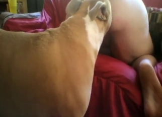 Enjoy the gape with go wool-gathering dog go wool-gathering that licks