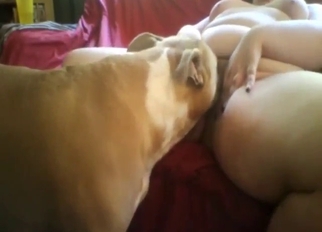 Enjoy the gape with go wool-gathering dog go wool-gathering that licks