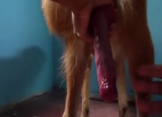 Injure b warp sex with dog fucking, stroking, & more