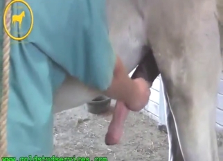 Imposing zoophile porn with horse blarney WASHED