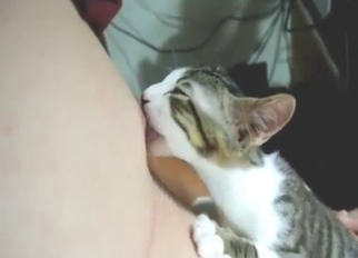 Honestly, bestiality sex with cats is underrated