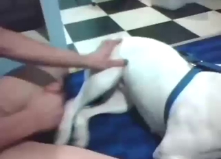 White dog with a parsimonious pussy fucked by a guy