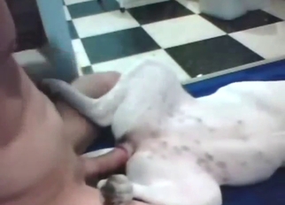 White dog with a parsimonious pussy fucked by a guy