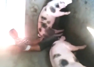 Dude puts his all might come by fucking that pig