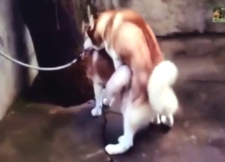 Doggystyle blasting session with two husky dogs